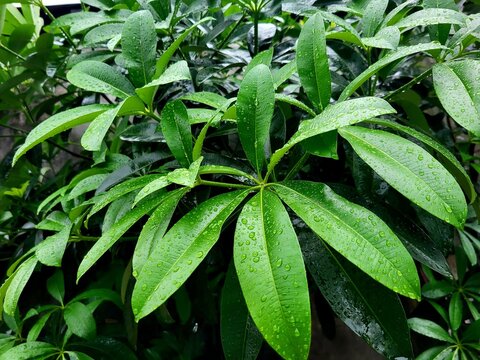 Close-up of the beautiful leaves of Alstonia scholaris, also known as the Blackboard Tree or Devil Tree. The glossy, whorled green leaves are arranged in a star-like pattern