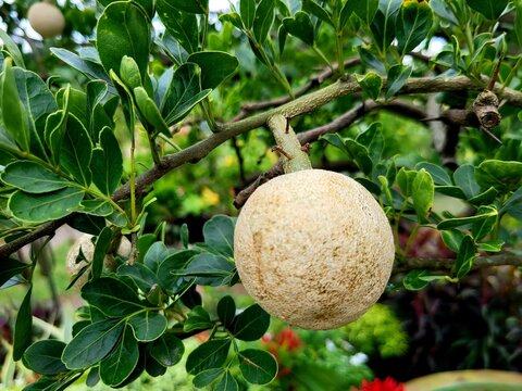 Limonia acidissima fruits hanging on the tree, showcasing their rough, brown shells amidst green foliage.