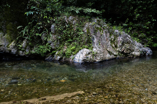 Lush tropical rainforest landscape with a fresh river stream in the Caribbean coast of Venezuela