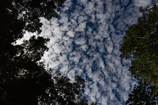 Cotton-like clouds amidst the tropical Caribbean forest.