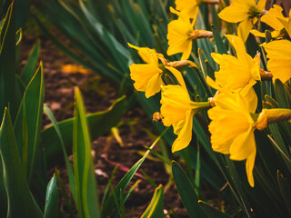 Fototapeta premium Close-up of bright yellow daffodils blooming in a green spring meadow with warm sunlight in the background. Spring awakening.