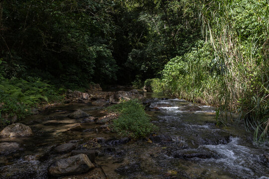Lush tropical rainforest landscape with a fresh river stream in the Caribbean coast of Venezuela