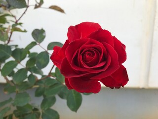 Fototapeta premium Red Rose Looks Unreal – Soft Bloom in Stunning Detail. Deep red flower. Rose close up.