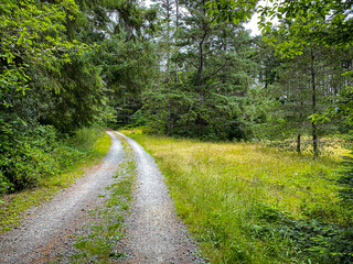 Fototapeta premium A winding gravel path leads through tall green grass and dense trees under a bright sky creating a peaceful and natural outdoor landscape perfect for a quiet walk
