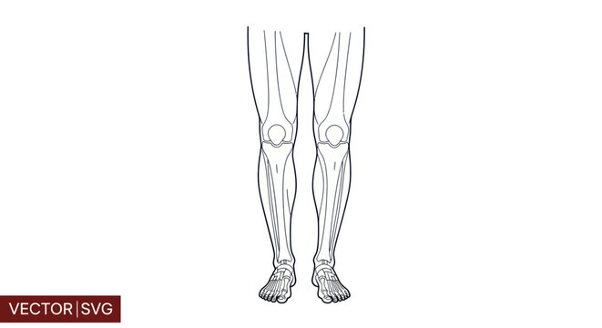 Human Leg Anatomy Vector Illustration - Skeleton, Muscle, Bone Structure