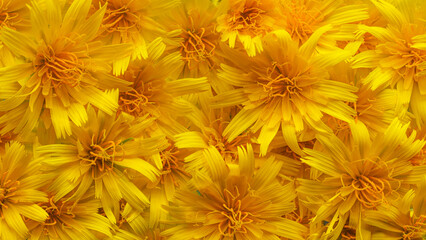 Wildflowers in warm yellow and orange colors creating a wall of flowers. Yellow flowers background.