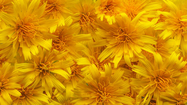 Wildflowers in warm yellow and orange colors creating a wall of flowers. Yellow flowers background.