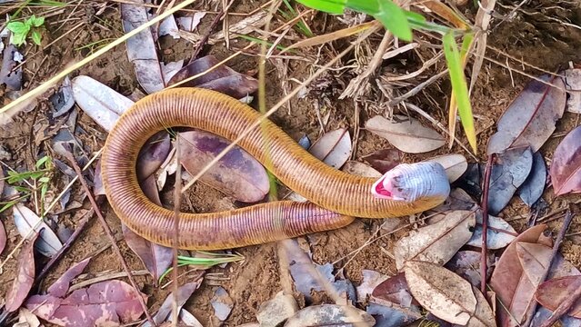 
Amphisbaena alba, two-headed snake, blind snake