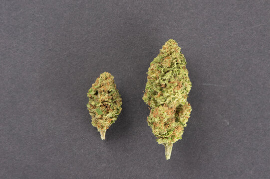 Two dried cannabis buds on a dark background, showcasing texture and coloration.