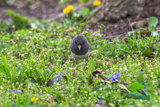 Dark-eyed junco on the grown looking down at grasses and flowers.