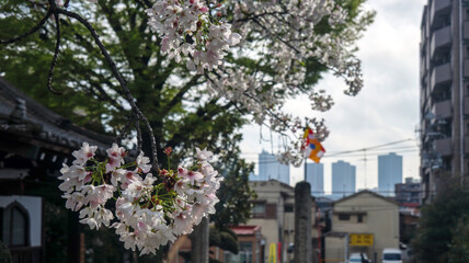 境内のサクラと高層ビル © VVVF