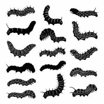 Collection of fifteen distinct caterpillar silhouettes and line art illustrations showing various insect larvae species with detailed segments and crawling poses on a white background.