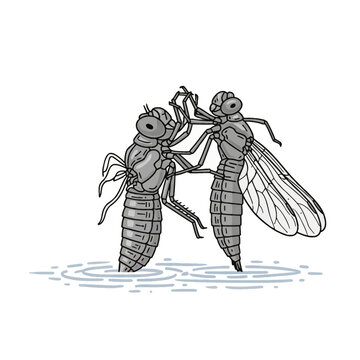 Grayscale vector illustration of a dragonfly nymph emerging from its larval skin or exuvia over a water surface with ripples, depicting the process of metamorphosis and molting.
