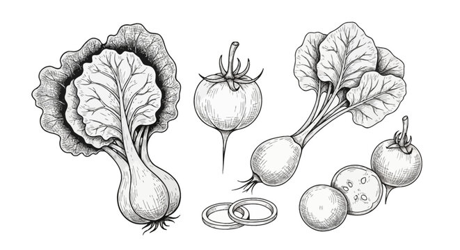 Hand-drawn vintage botanical illustration of vegetables including bok choy cabbage, radishes with leaves, a whole tomato, sliced vegetables, and onion rings in a black ink sketch style.
