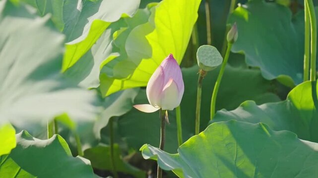 Pink Lotus Flower Bud Blooming in Tropical Pond with Natural Sunlight Background