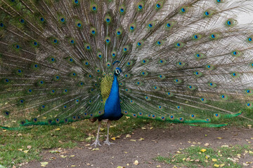 Obraz premium Majestic Male Peacock Displaying Full Colorful Tail Feathers