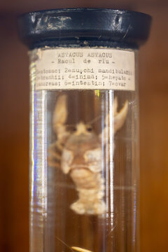Cluj-Napoca, Romania  A preserved Astacus, crayfish, in Romanian, or  a freshwater crustacean, in. ajar with a label at a zoological museum.