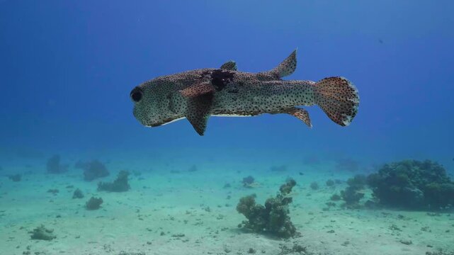 Underwater footage capturing a majestic Giant Porcupinefish Diodon hystrix, also known as Spotted Porcupinefish or Hedgehog Fish, gracefully swimming over a vibrant coral reef in the crystal-clear blu