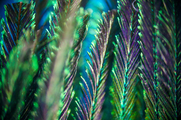 peacock feather under microscope © Bugu