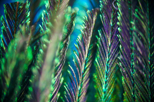 peacock feather under microscope