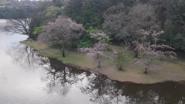 Tranquil aerial shot of Lake Ippeki water surface ripples with blooming sakura, Izu Peninsula Japan