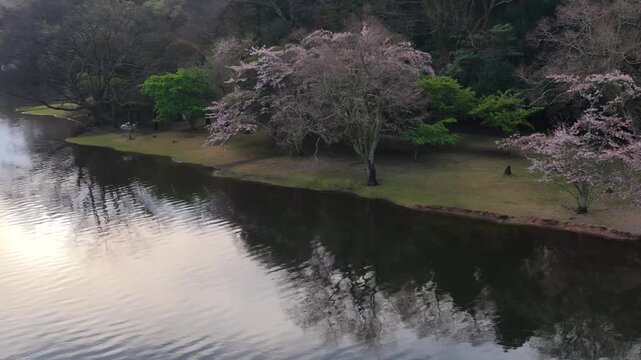 Cinematic aerial landscape of Lake Ippeki and cherry blossoms, Izu Japan spring nature