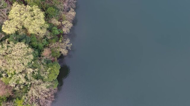 Aerial view of cherry blossoms surrounding Lake Ippeki, Izu Peninsula Japan scenic spring