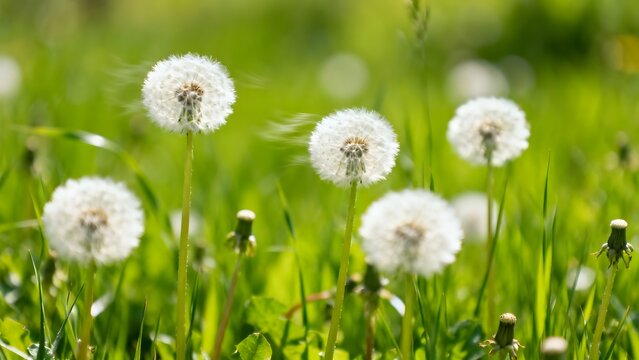Spring background with white dandelion flowers in a green field, soft sunlight, gentle breeze effect, shallow depth of field