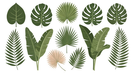 Tropical Leaves Vector Set: Monstera, Banana, and Palm Fronds Isolated on White Background © DC