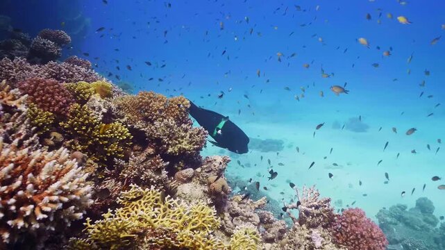 underwater footage captures a thriving coral reef ecosystem teeming with colorful fish and intricate coral formations. Ideal for projects related to marine biology, ocean conservation, diving, travel,
