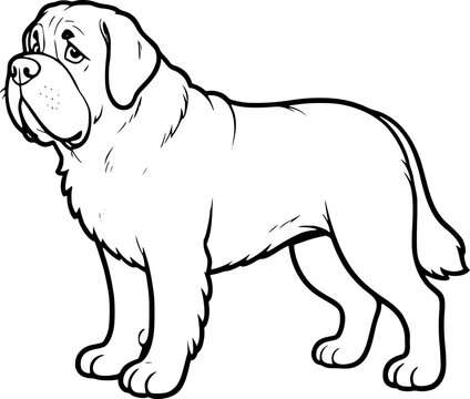 vector illustration of a saint bernard dog