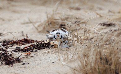 Piping Plover protecting her chick © Jomo Drew Photo