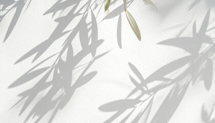 Obraz premium Olive branch shadow on white textured canvas background