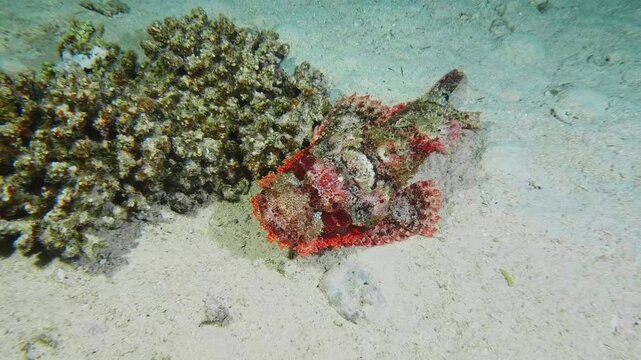 A strikingly camouflaged scorpionfish likely a stonefish or devil scorpionfish lies motionless on a sandy seabed next to coral formations, demonstrating its mastery of disguise as it waits to ambush p