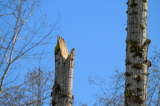 Freshly cut tree high up on the trunk with sharp points left to mimic a natural deadfall snag, forest management to promote biodiversity in animal wildlife habitat for nesting, roosting, food storage,