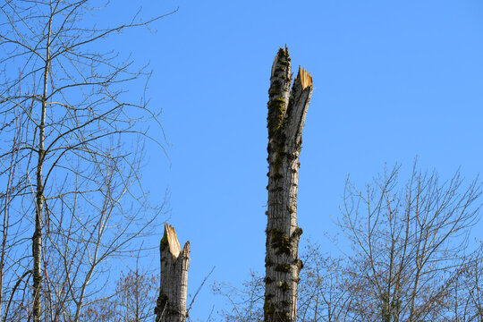 Freshly cut tree high up on the trunk with sharp points left to mimic a natural deadfall snag, forest management to promote biodiversity in animal wildlife habitat for nesting, roosting, food storage,