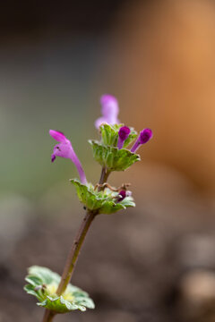 Macro shot of a tiny purple henbit deadnettle wildflower blooming with a soft blurred earth backgroun