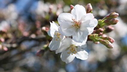 Fototapeta premium 春の桜