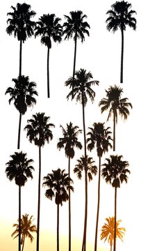 A serene sunset scene with silhouetted palm trees (1)