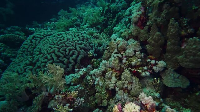 This footage captures the intricate details of various hard and soft corals, providing a glimpse into a healthy and vibrant ocean ecosystem, perfect for nature documentaries, environmental projects, a