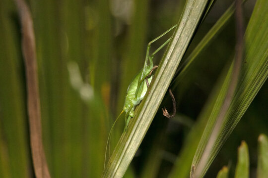 Inm&oacute;vil en la palma un hermoso Grillo de matorral (Phaneroptera falcata)