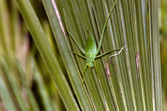 Agarrado a una palmera de palmitos un Grillo de matorral (Phaneroptera falcata)