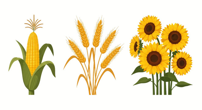 Agricultural illustration set featuring a ripe corn cob with green husks, a cluster of golden wheat stalks, and a bunch of yellow sunflowers isolated on a white background.
