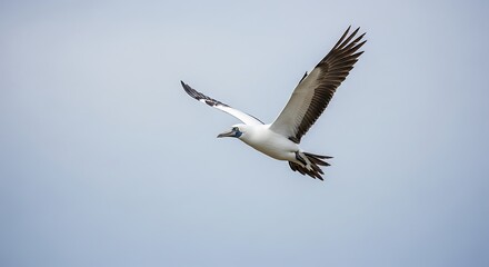 Fototapeta premium White Stork Flying in Clear Sky.
