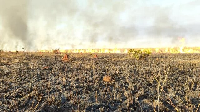 Horizontal Video of Burned Cerrado vegetation after wildfire in Brazil, prescribed burning and fire ecology in savanna biome. Wildfire damage in Brazil&rsquo;s Cerrado savanna. 