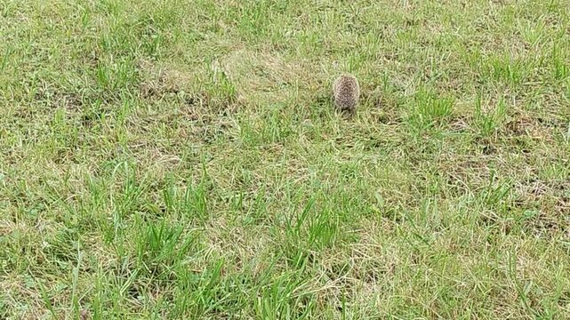 Hedgehog forages through green grass in a natural setting, moving steadily across the ground while surrounded by patches of wild vegetation and soft earth