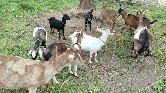 Group of goats grazing and interacting in a grassy area near a tree, showcasing their natural behavior in a rural outdoor setting