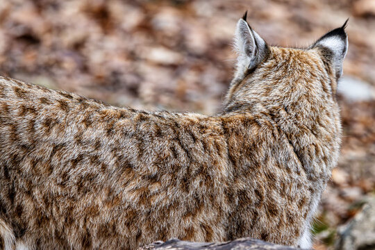 bobcat ears from behind with white eye-spots to confuse predators