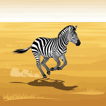 Zebra Running in the Savannah Fast.