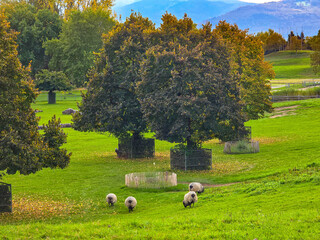 Fototapeta premium Sheep grazing in a green park near trees with protective fencing